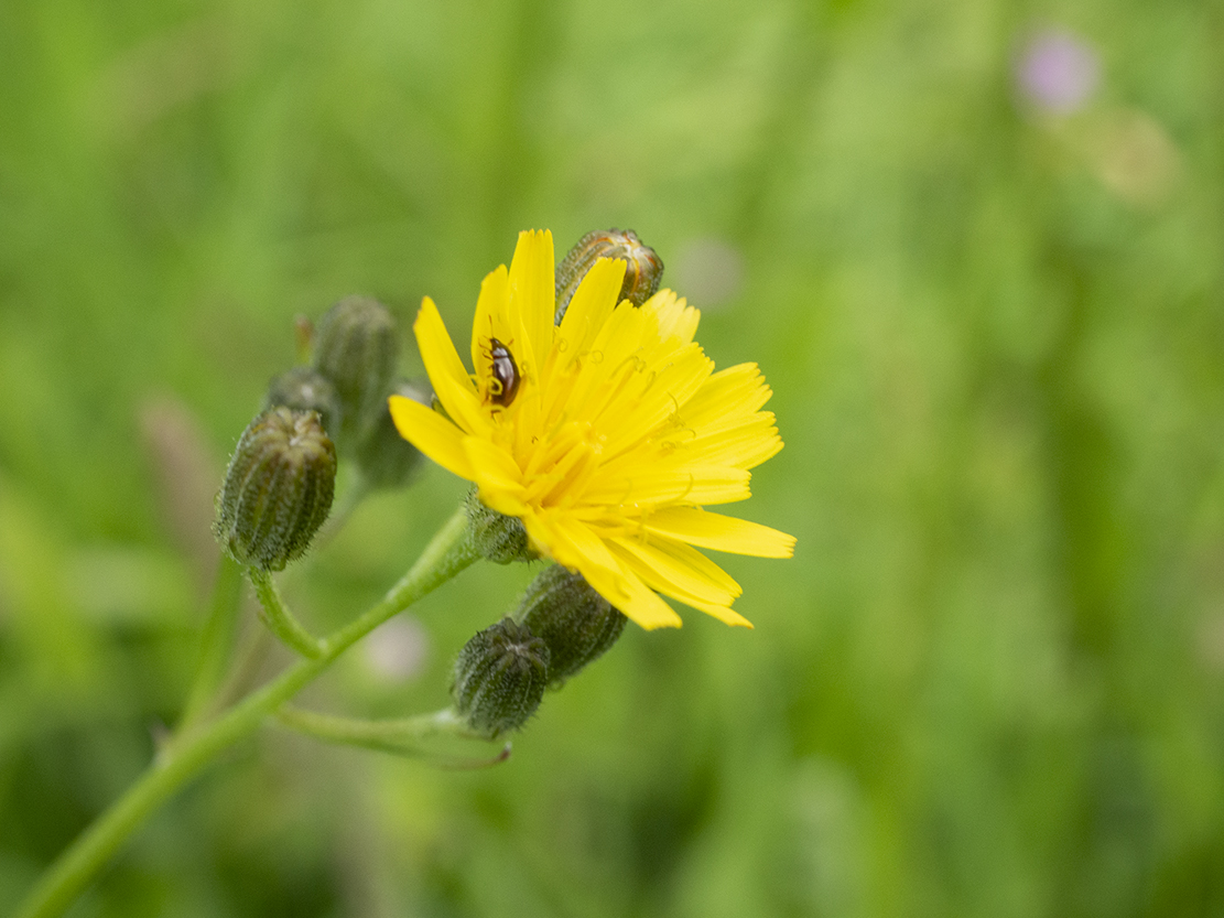 IMAGES\Kleine Streepzaad (crepis capillaris)\P1280057_sm.jpg